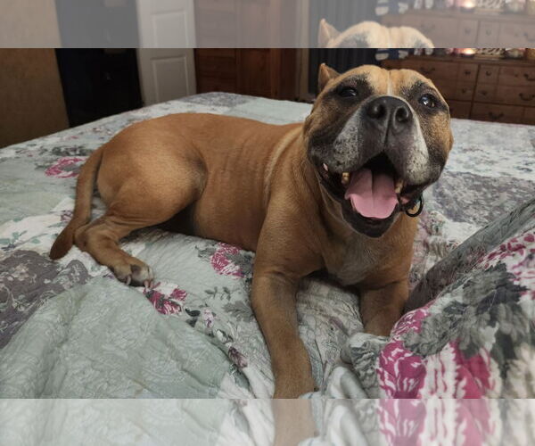 Medium Photo #3 American Staffordshire Terrier Puppy For Sale in Shreveport, LA, USA