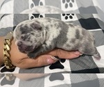 Small Photo #8 French Bulldog Puppy For Sale in NEWARK, NJ, USA