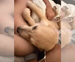 Small #6 Great Dane-Labrador Retriever Mix
