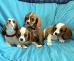 Small #5 Cavalier King Charles Spaniel