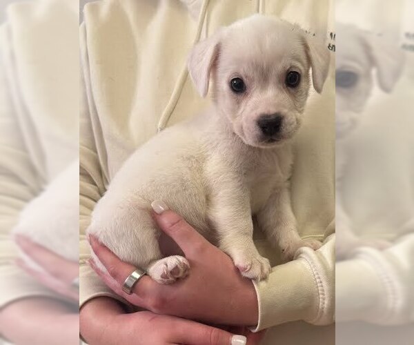 Medium Photo #2 Boxador Puppy For Sale in Lakewood, CO, USA