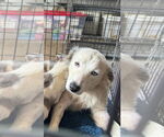 Small #5 Australian Shepherd Mix
