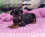 Luna 2025 F4 - Female Catahoula Leopard Dog Puppy for Sale - Photo #5