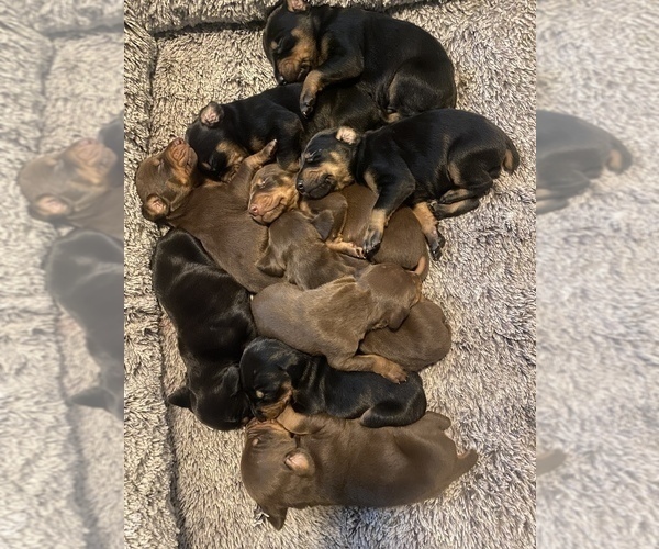 View Ad Doberman Pinscher Puppy for Sale near North Carolina
