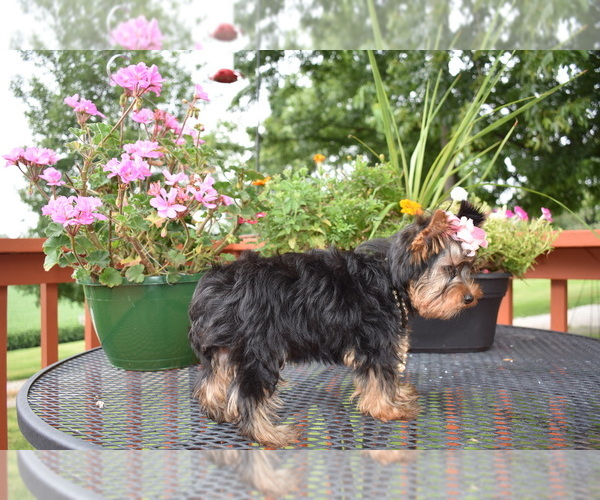 Medium Photo #4 Yorkshire Terrier Puppy For Sale in FAIRFAX, MO, USA