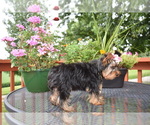Small #3 Yorkshire Terrier