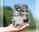 Puppy Cooper AKC Pomeranian