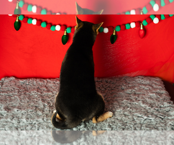 Medium Photo #5 Shiba Inu Puppy For Sale in MILLERSBURG, IN, USA