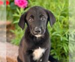 Small #1 Labrador Retriever Mix