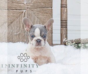 French Bulldog Puppy for sale in HONEY BROOK, PA, USA