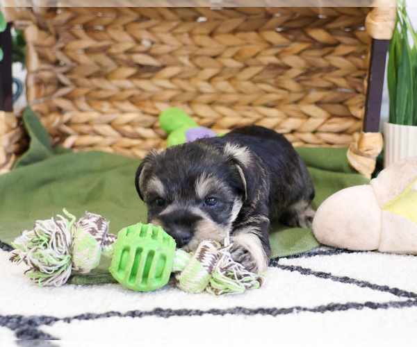 Medium Photo #4 Schnauzer (Miniature) Puppy For Sale in SYRACUSE, IN, USA
