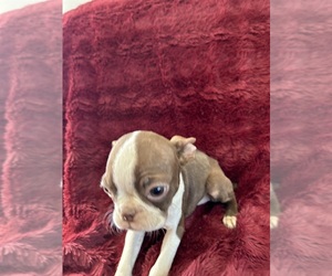 Boston Terrier Puppy for sale in WILEY, CO, USA
