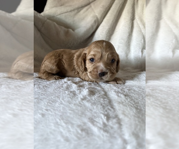 Medium Photo #1 Cocker Spaniel Puppy For Sale in LEANDER, TX, USA