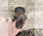 Small Photo #6 Plott Hound Puppy For Sale in MIDVALE, UT, USA