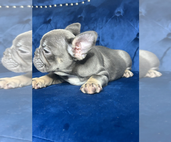 Medium Photo #17 French Bulldog Puppy For Sale in COLUMBUS, OH, USA