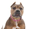 Small #109 American Staffordshire Terrier Mix