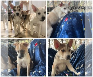 French Bulldog-Siberian Husky Mix Puppy for sale in POWDER SPRINGS, GA, USA