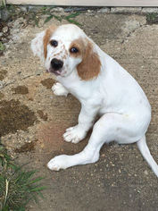English Setter Puppy for sale in FT MITCHELL, KY, USA