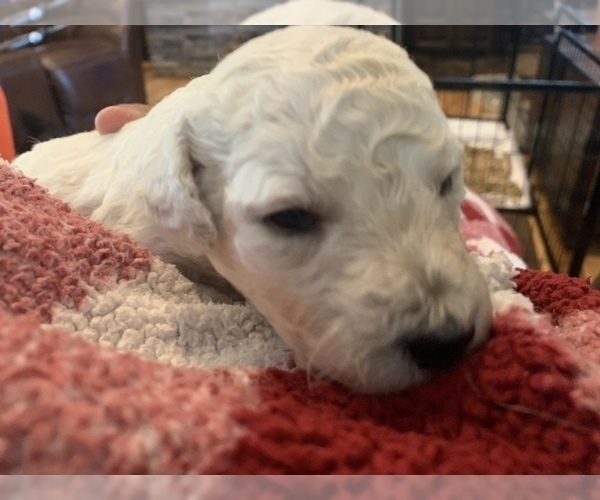 Medium Photo #9 Goldendoodle-Poodle (Standard) Mix Puppy For Sale in AND, SC, USA