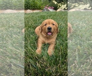 Golden Retriever Puppy for sale in GOSHEN, IN, USA