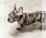 Small Photo #21 French Bulldog Puppy For Sale in GIG HARBOR, WA, USA