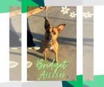 Small #3 German Shepherd Dog Mix