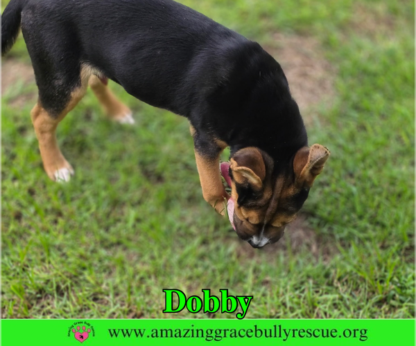 Medium Photo #2 American Staffordshire Terrier-Unknown Mix Puppy For Sale in Milton, FL, USA