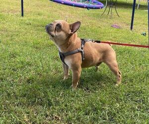 French Bulldog Puppy for Sale in CONROE, Texas USA