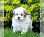 Small Photo #2 Mal-Shi Puppy For Sale in QUARRYVILLE, PA, USA