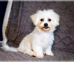 Puppy Giona Bichon Frise