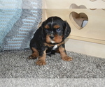 Small #1 Cavalier King Charles Spaniel