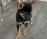Puppy Ramen Shiba Inu