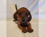 Small Photo #20 Dachshund Puppy For Sale in KUNA, ID, USA