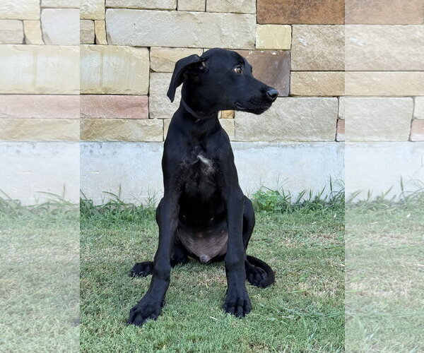 Medium Photo #4 Great Dane Puppy For Sale in PIPE CREEK, TX, USA