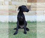 Small #3 Great Dane