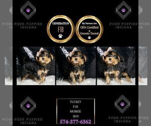 Medium Morkie