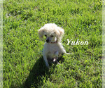 Yukon - Male Poodle (Toy) Puppy for Sale - Small photo