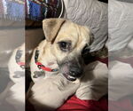 Small #4 Pug Mix