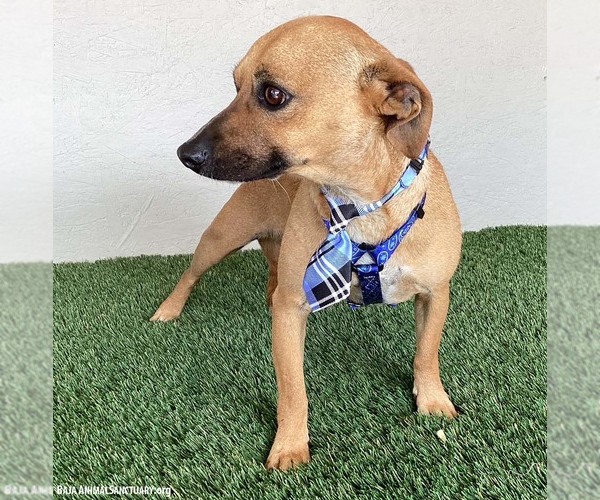 Medium Photo #4 Chiweenie Puppy For Sale in San Diego, CA, USA