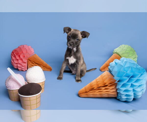 Medium Photo #7 Chihuahua-Unknown Mix Puppy For Sale in McKinney, TX, USA