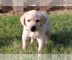 Small Photo #11 Labrador Retriever Puppy For Sale in ALL HEALING SPRINGS, NC, USA