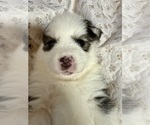 Small #3 Pomsky