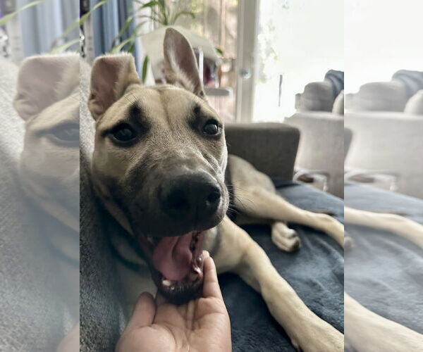 Medium Photo #16 Labrador Retriever-Unknown Mix Puppy For Sale in Dana Point, CA, USA