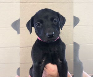 Labrador Retriever-Unknown Mix Dogs for adoption in Amarillo, TX, USA