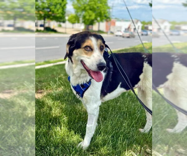 Medium Photo #2 Greater Swiss Mountain Dog-Unknown Mix Puppy For Sale in Fairfax, VA, USA