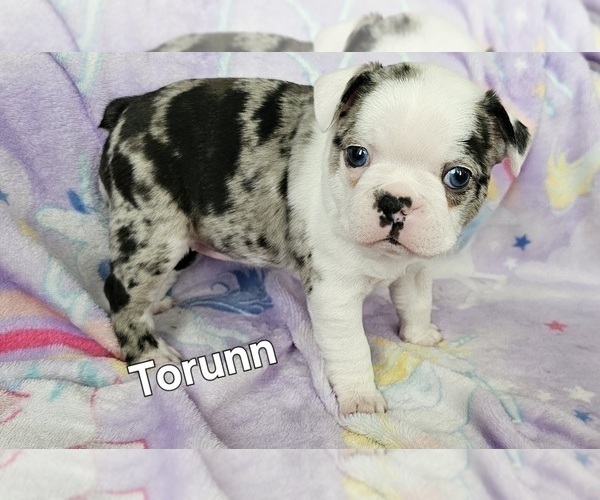Medium Photo #1 Boston Terrier Puppy For Sale in GENOA, NE, USA