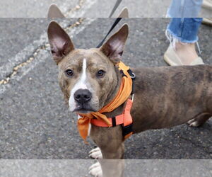 Mutt Dogs for adoption in Alexandria, VA, USA