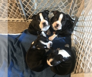 Boston Terrier Puppy for sale in MILWAUKEE, WI, USA
