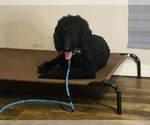 Small Photo #1 Bernedoodle Puppy For Sale in CONWAY, AR, USA