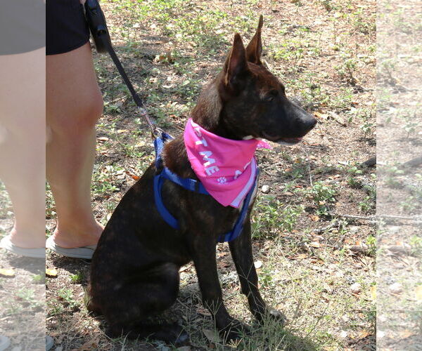 Medium Photo #2 Border Collie-Dutch Shepherd  Mix Puppy For Sale in Bandera, TX, USA